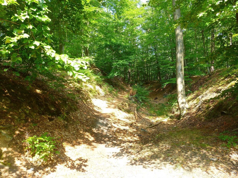 Un très grand arbre au bord de la rivière