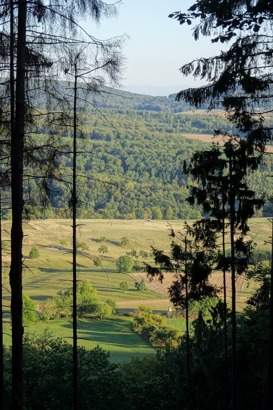 Streuobswiese