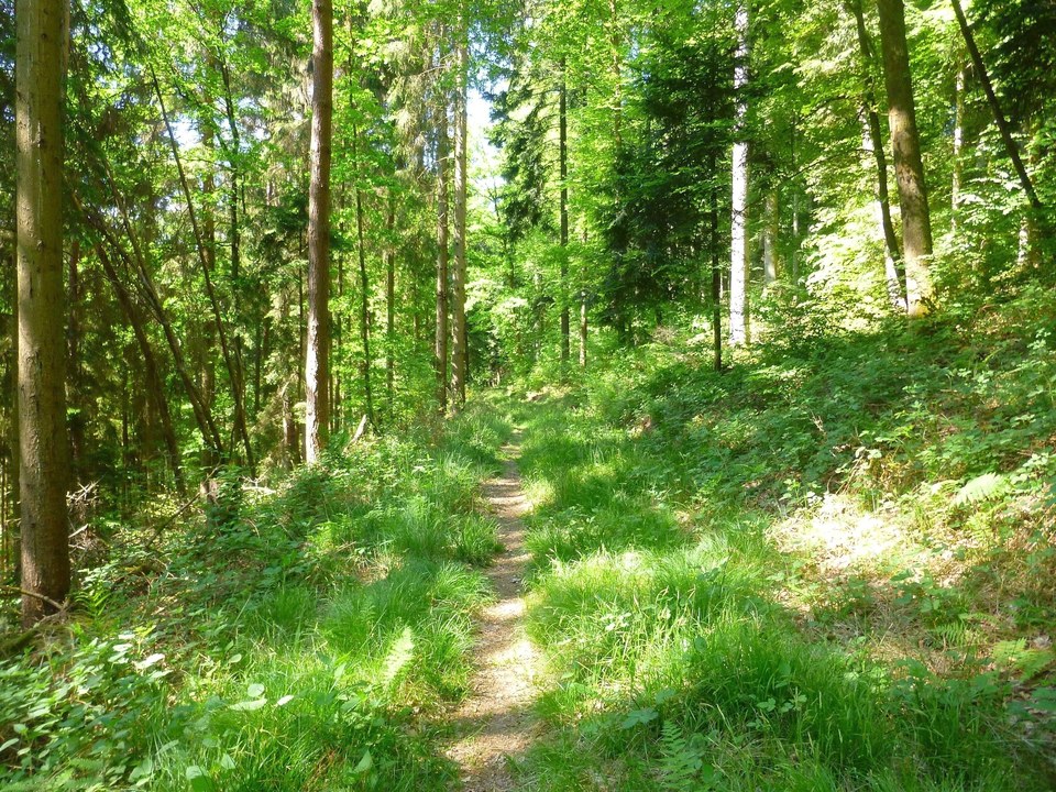 Un sentier forestier de toute beauté